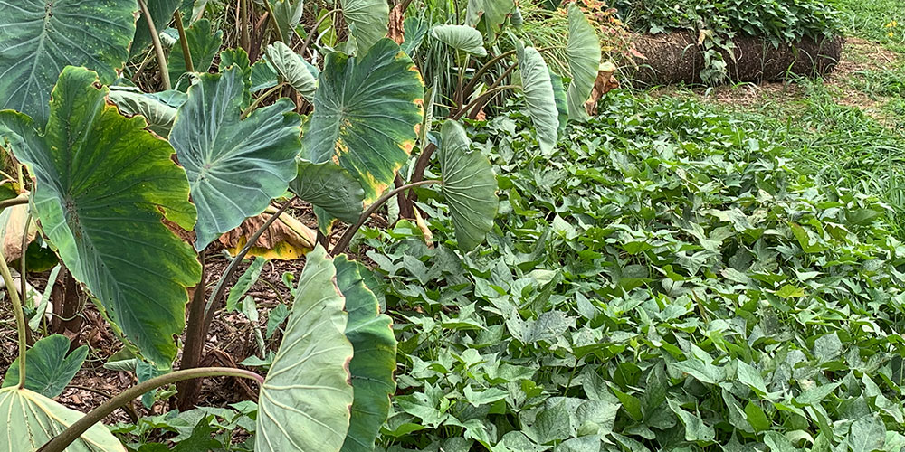 taro plants