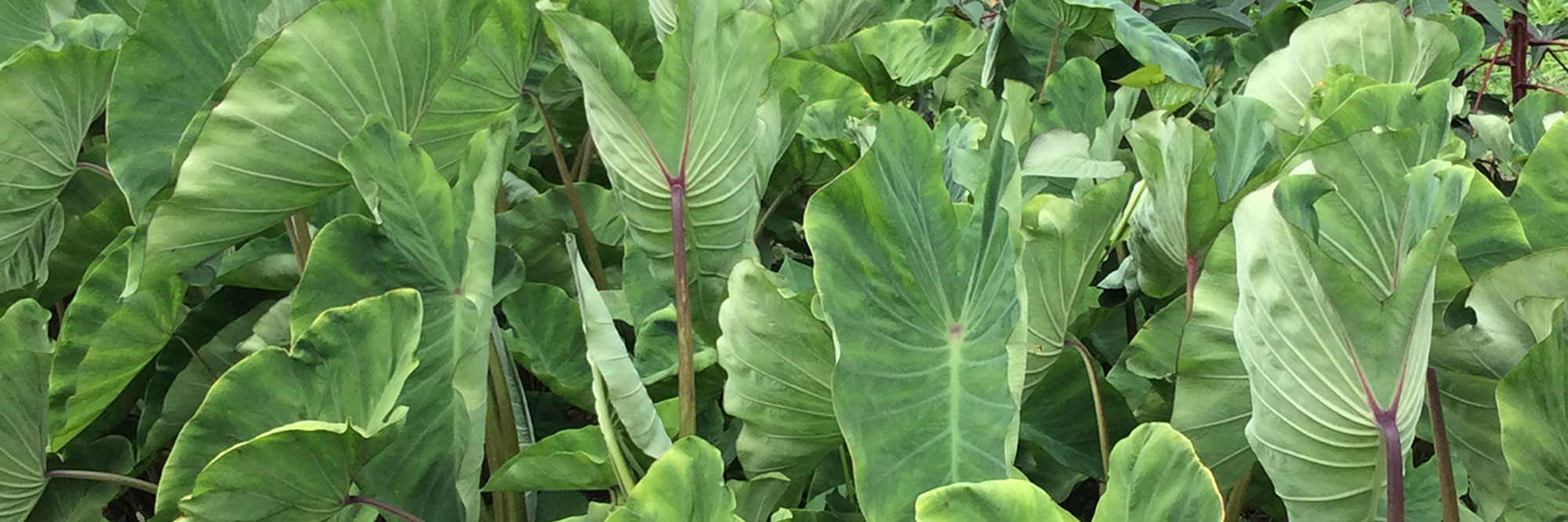 Touching The Earth Farm photo 14