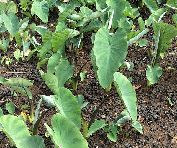 Taro plants